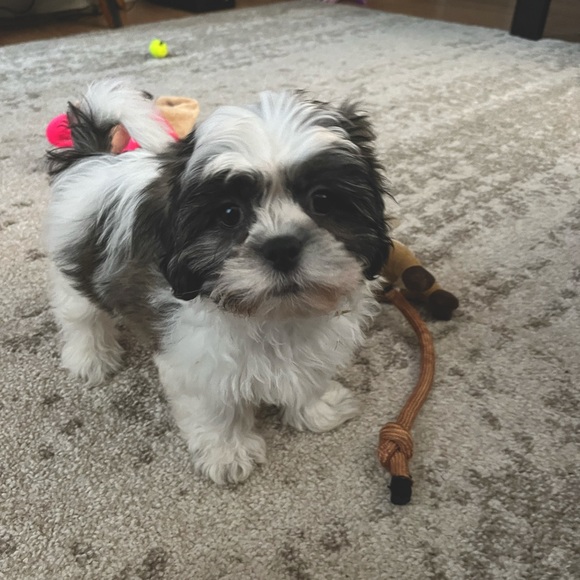 Meet your Posher, Meredith - Picture 11 of 15